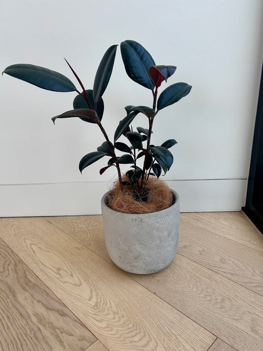Concrete plant pot for indoor and outdoor use 17cm with Ficus Elastica Burgundy