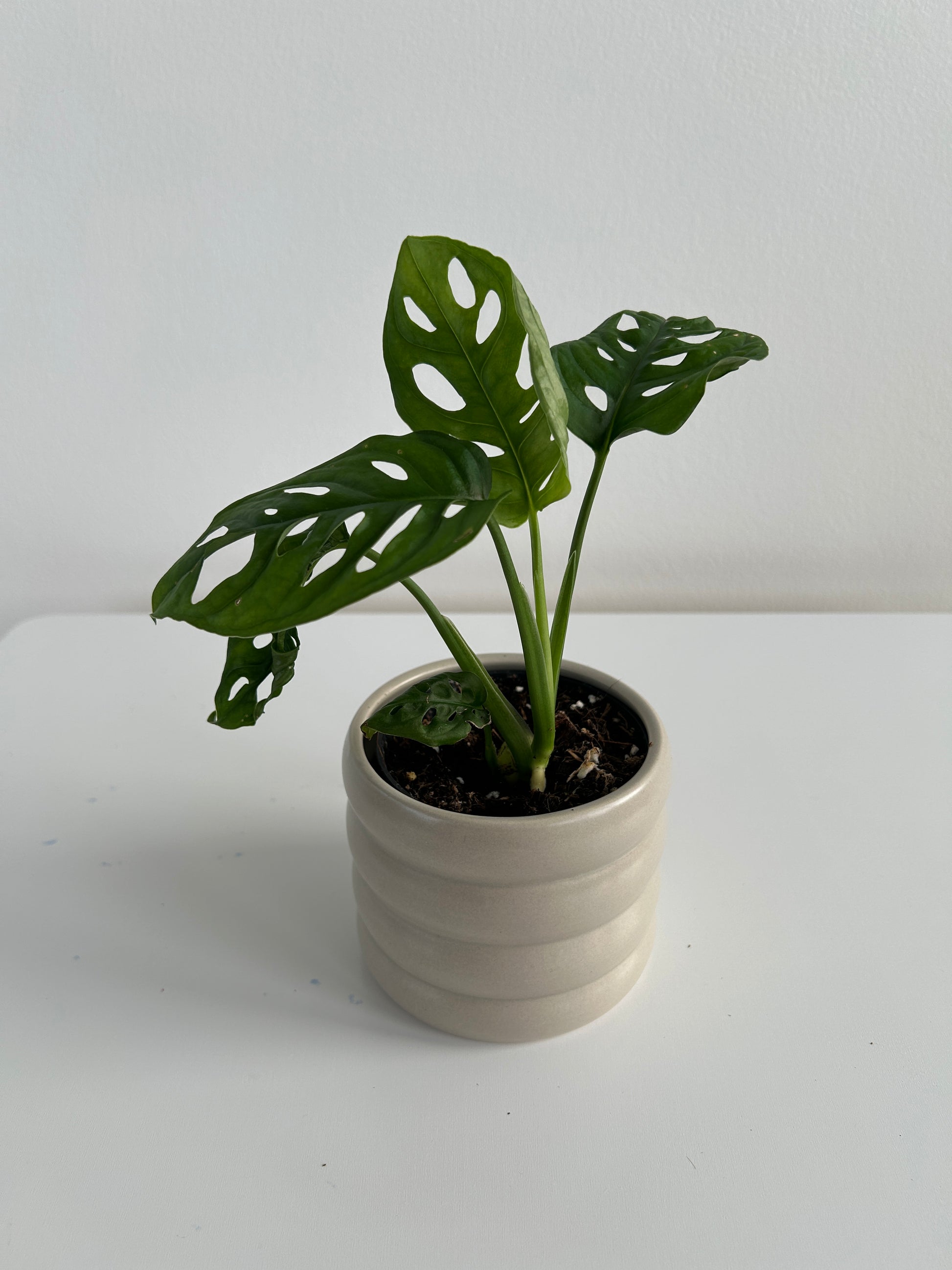 Beige coil ceramic pot with monstera monkey mask indoor plant 10cm
