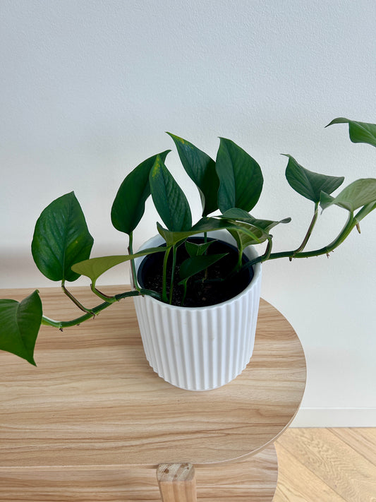 Devils Ivy (Epipremnum Aureum) 14cm in White Ribbed Ceramic Pot 14cm Trailing Plant