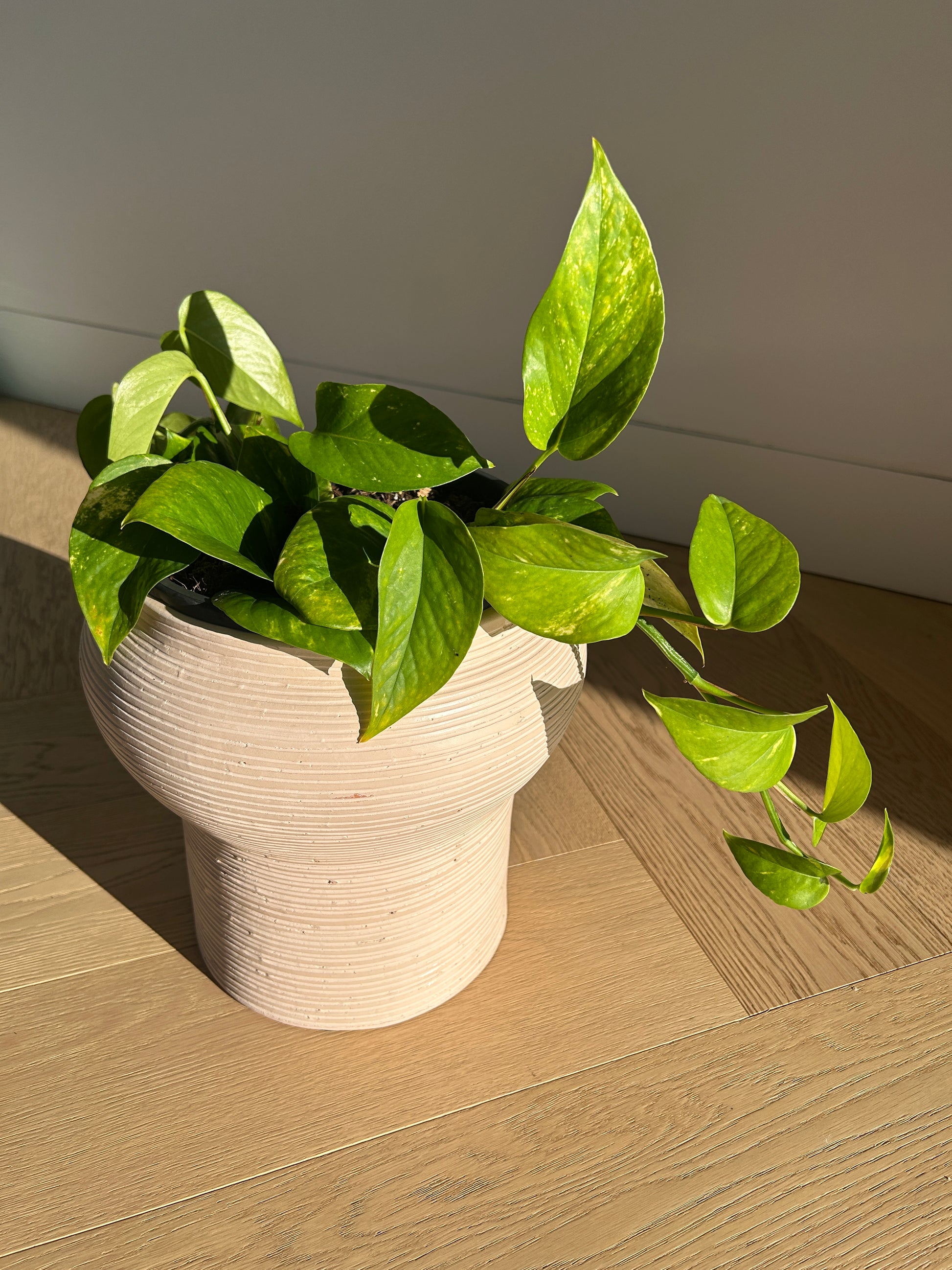 Dusk Pink Ceramic Vase/Plant Pot 17cm Diameter Boho Chic