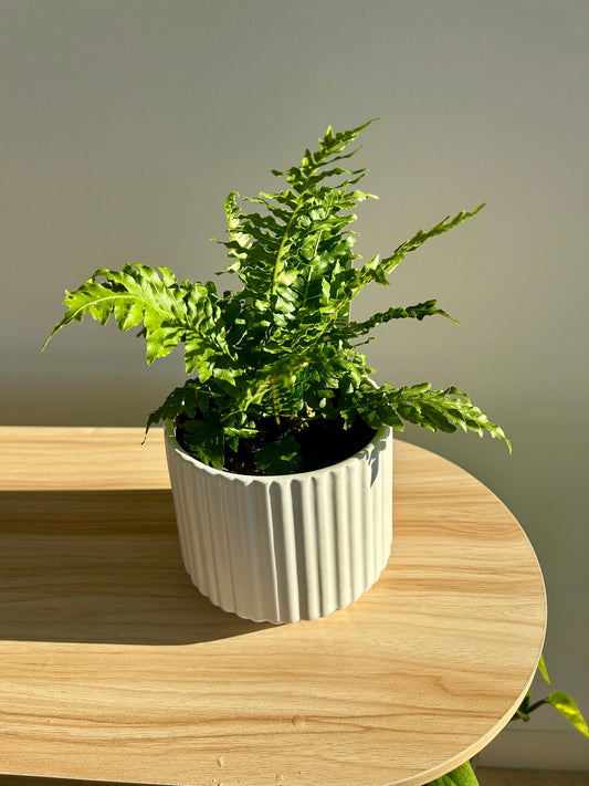 Dwarf Tree Fern (Blechnum Gibbum) 12cm