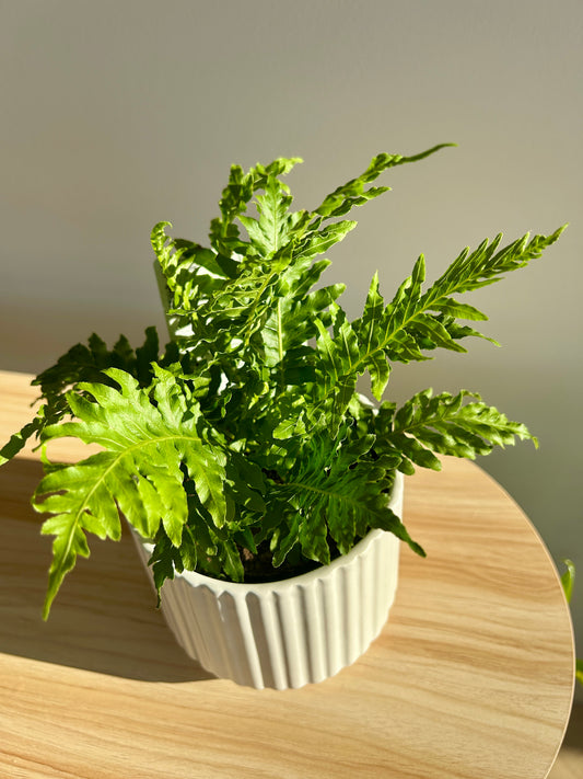 Dwarf Tree Fern (Blechnum Gibbum) 12cm in White Ceramic Pot Boho Chic