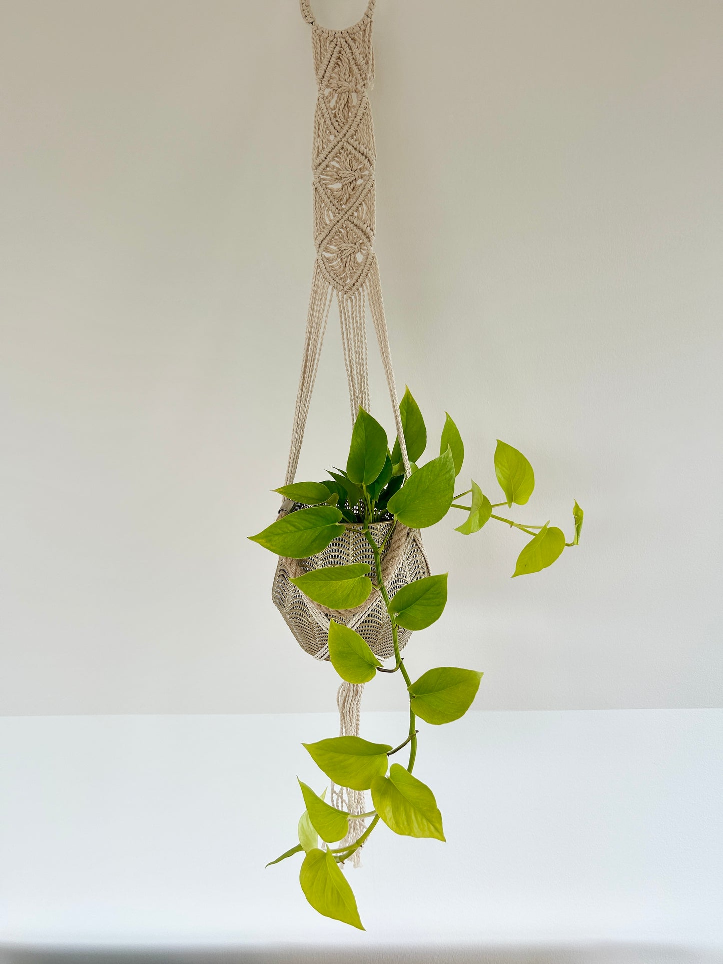 Golden Neon Pothos Indoor Trailing Plant 12cm Pot in Diamond Macrame plant hanger