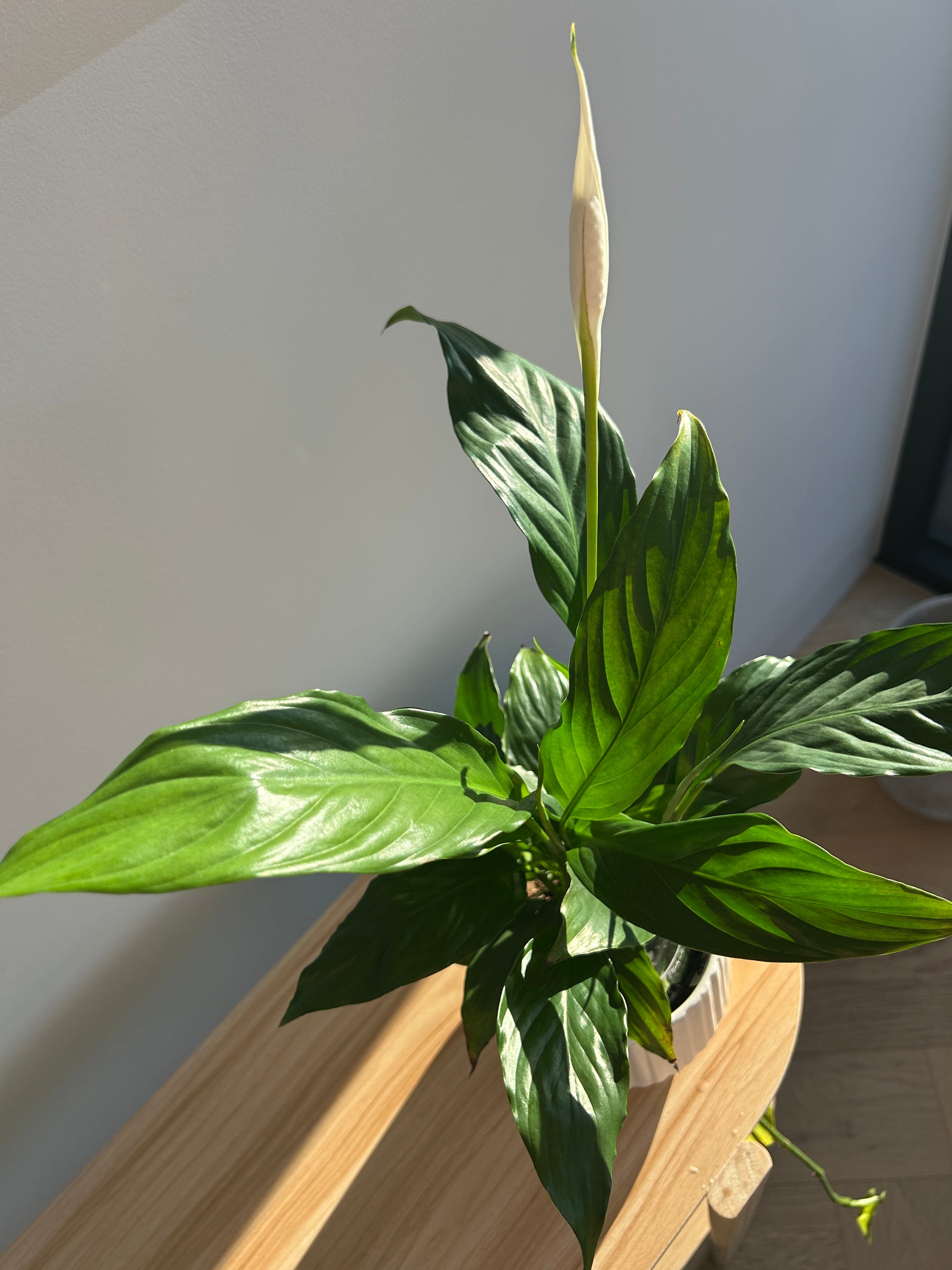 Peace Lily (Spathiphyllum Wallisii) 12cm
