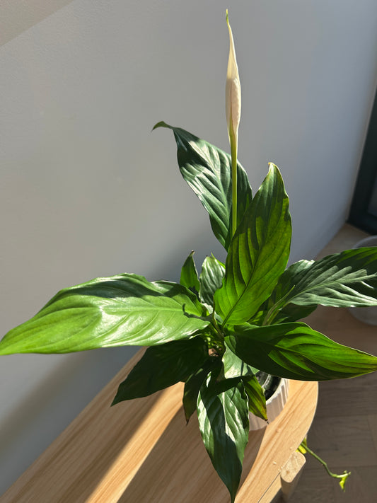 Peace Lily (Spathiphyllum Wallisii) 12cm