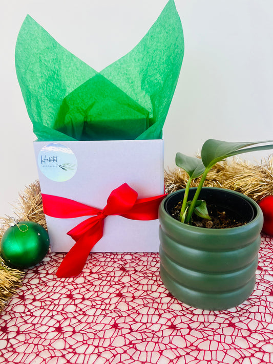 Epipremnum Pinnatum Indoor Plant in Green Ceramic Pot Christmas Gift Box