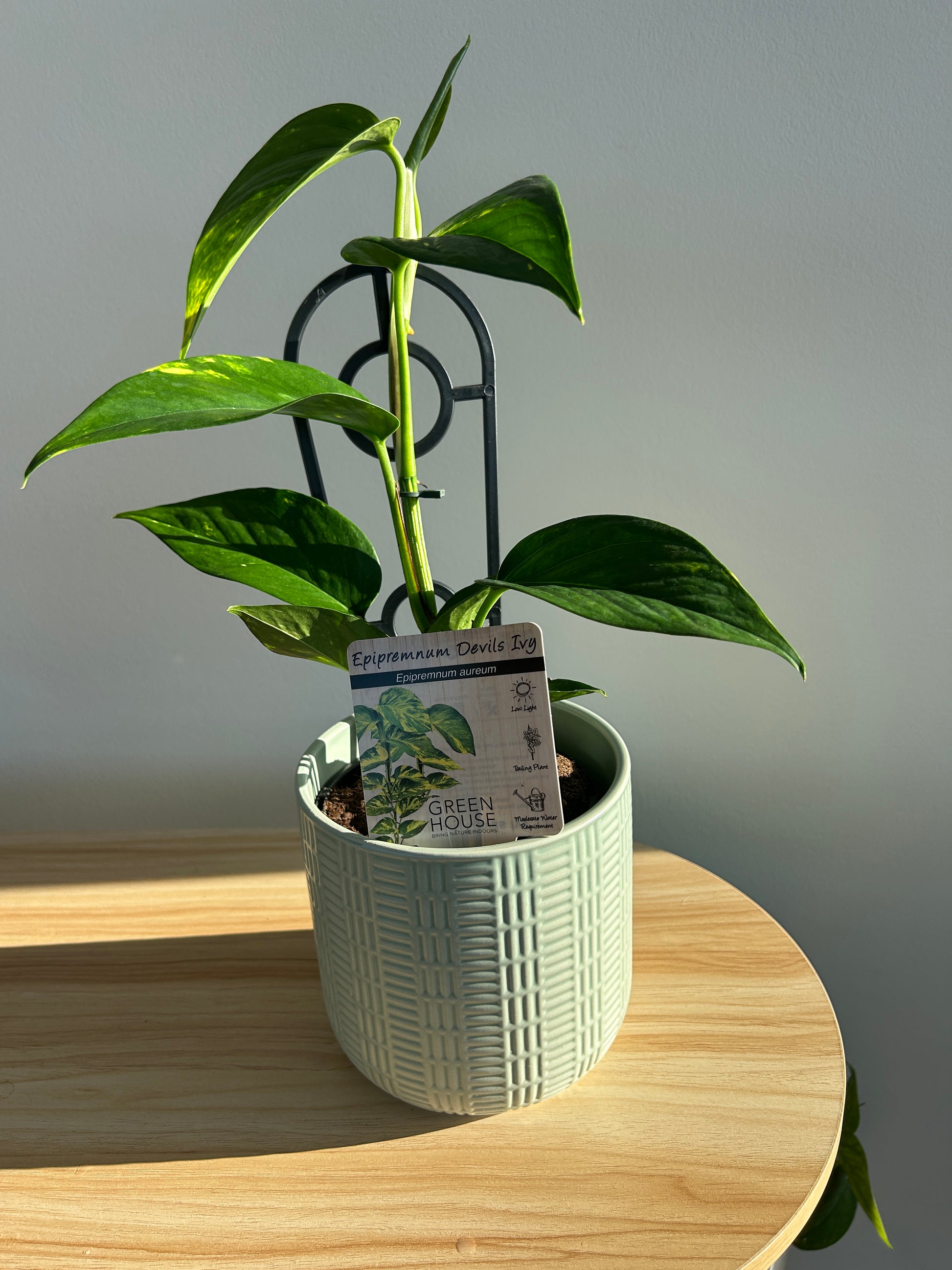 Devil's Ivy Epipremnum Aureum Indoor Plant 12cm