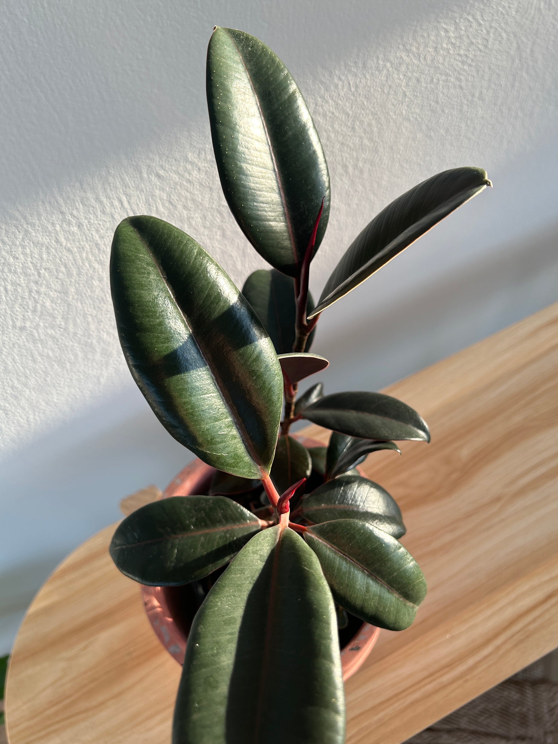 Burgundy Rubber Plant (Ficus Burgundy) Indoor Plant 14cm