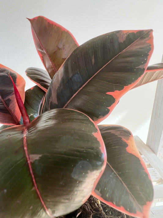 Ficus Elastica Ruby Rubber Indoor Plant 12cm leaves