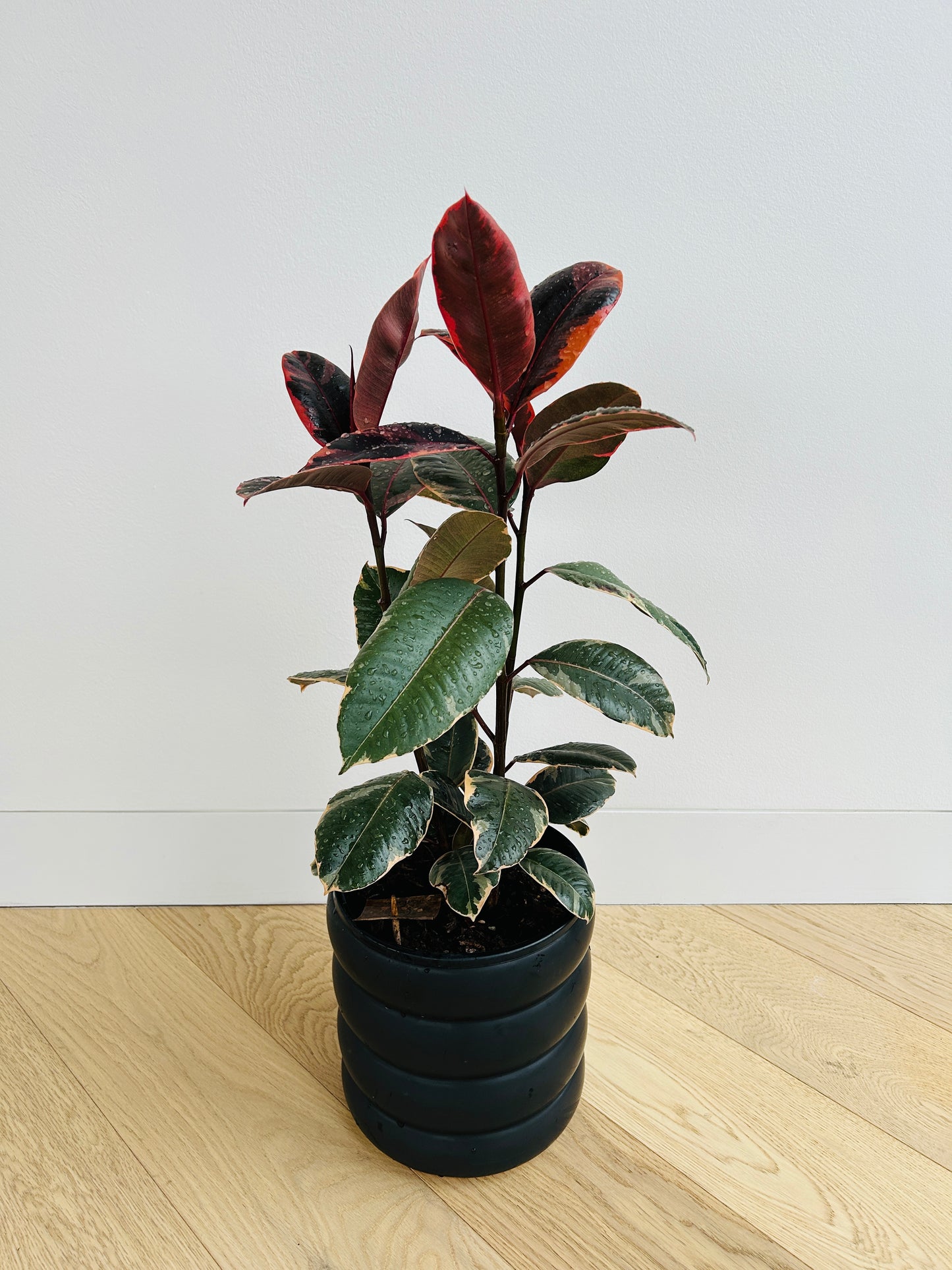 Ficus Elastica Ruby Rubber Plant 18cm in Black Ceramic Coil Pot 19cm