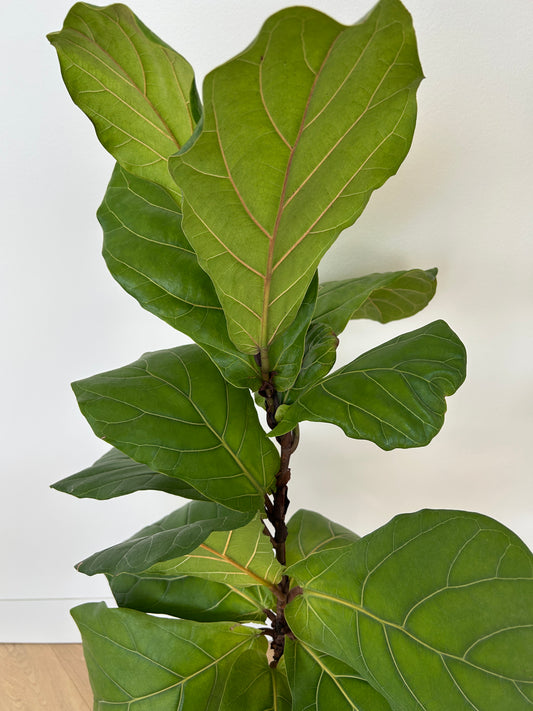 Fiddle Leaf Fig Ficus Lyrata 24cm