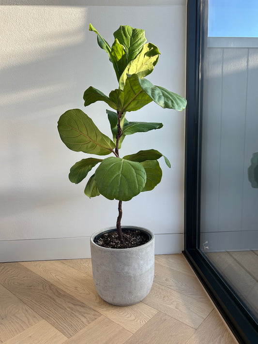 Fiddle Leaf Fig (Ficus Lyrata) Indoor Plant 24cm in Grey Cement Decorative Pot