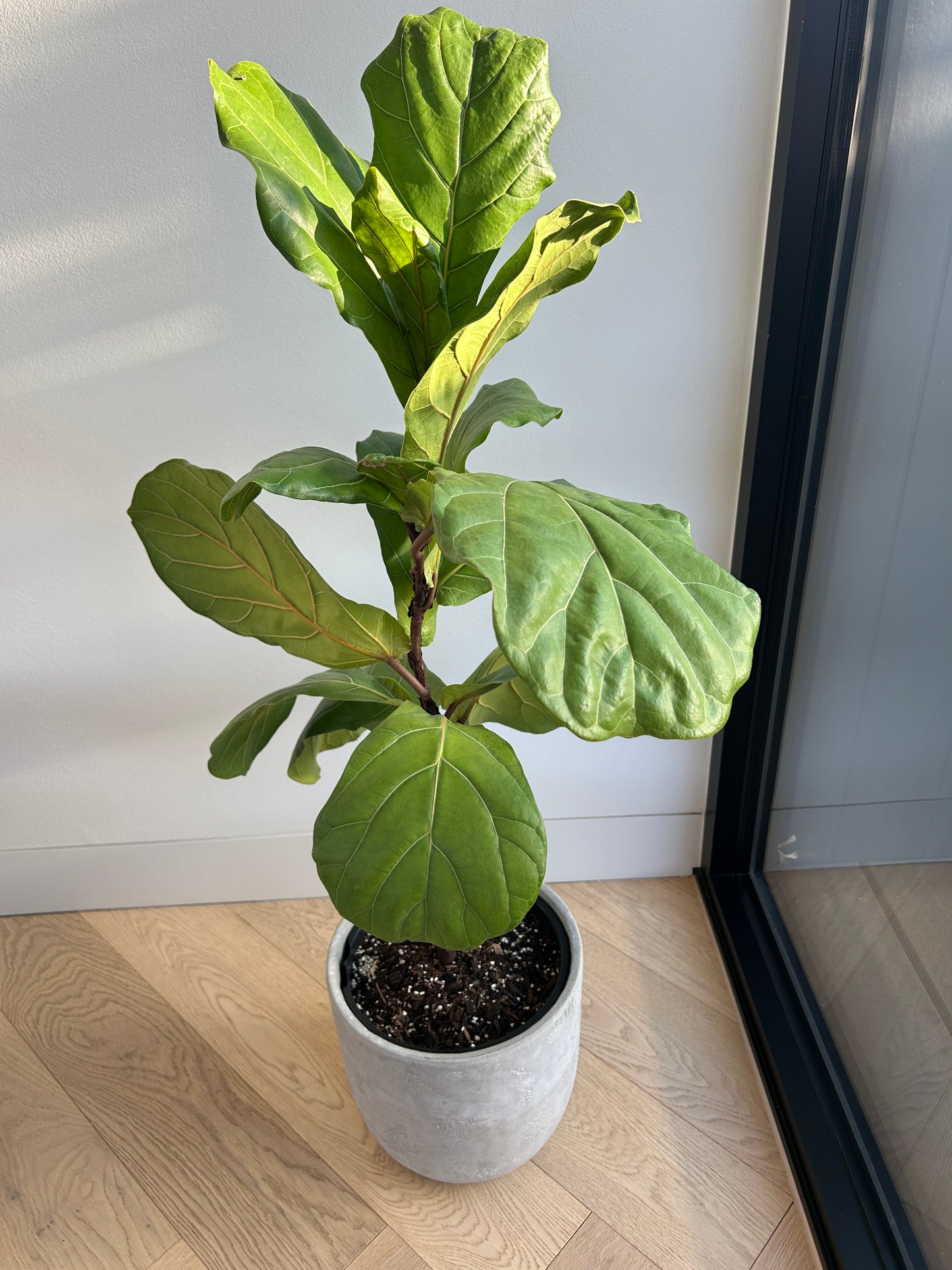 Fiddle Leaf Fig (Ficus Lyrata) Indoor Plant 24cm in Grey Cement Decorative Pot