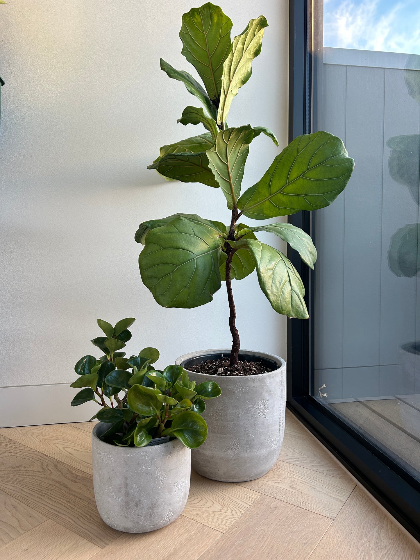 Fiddle Leaf Fig (Ficus Lyrata) Indoor Plant 24cm in Grey Cement Decorative Pot with matching 17cm pot