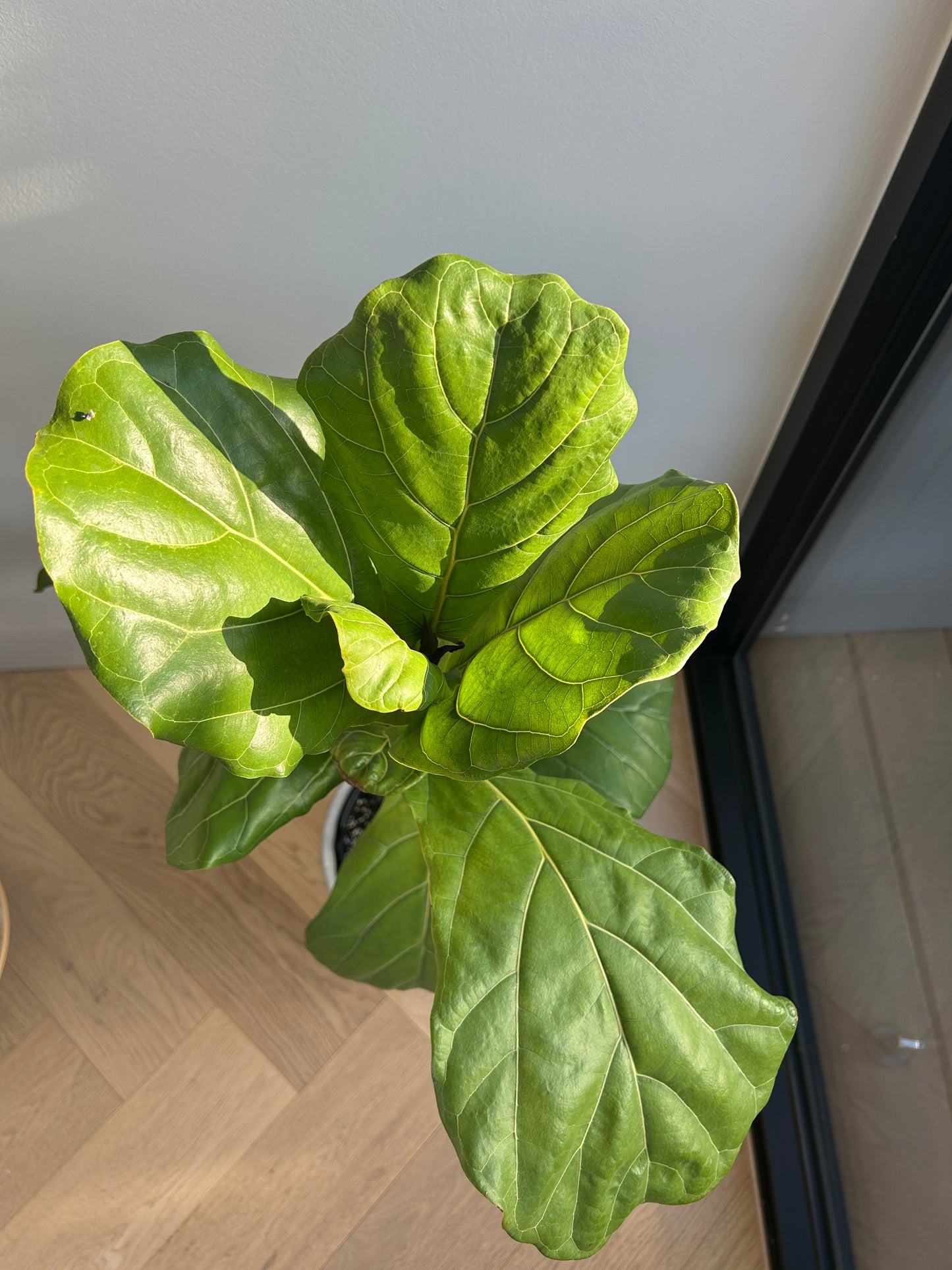 Fiddle Leaf Fig (Ficus Lyrata) Indoor Plant sunkissed leaves