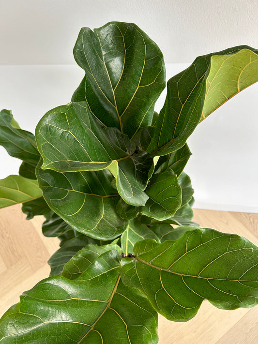 Fiddle leaf fig Ficus Lyrata large indoor plant 30cm pot