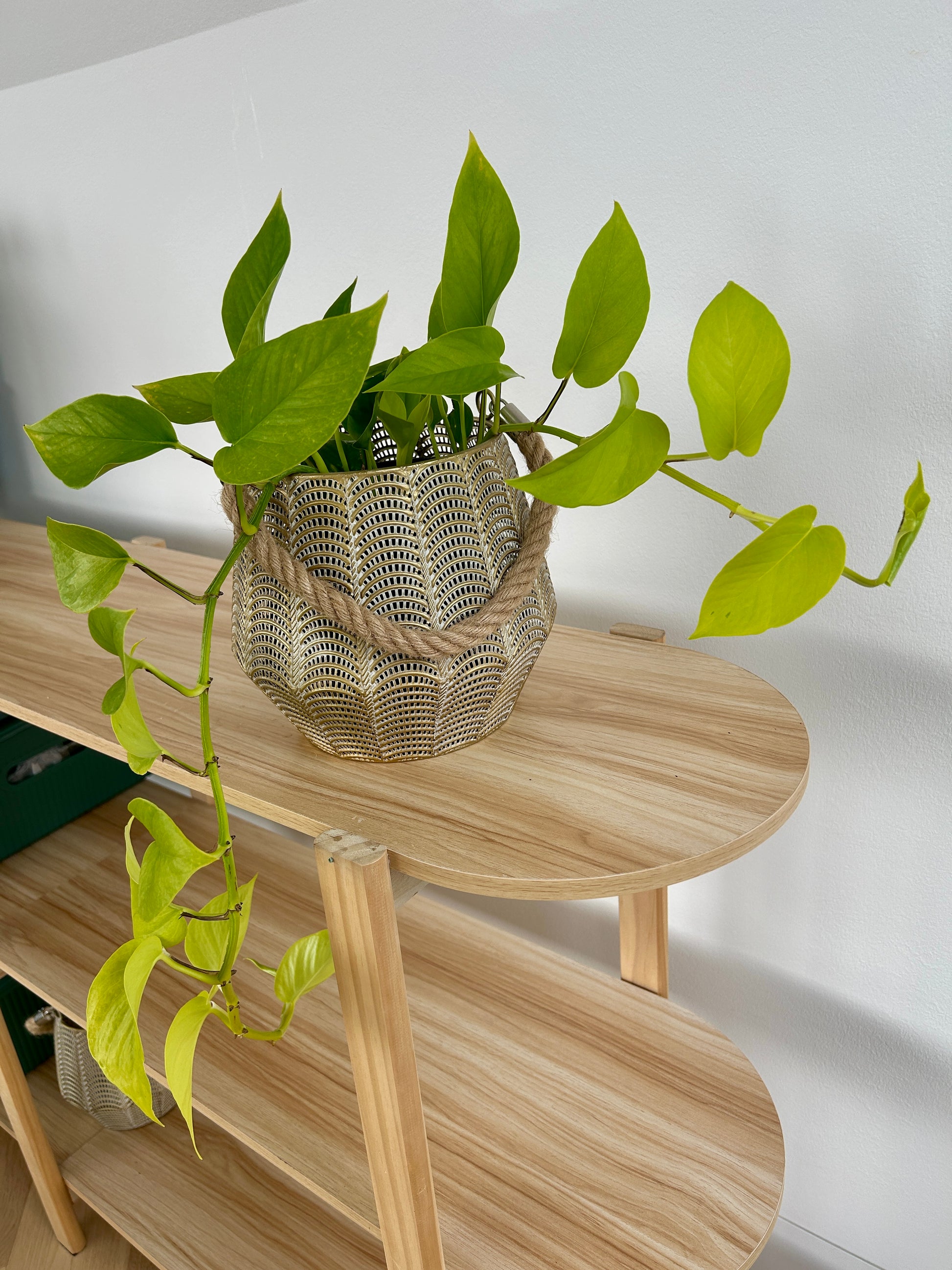 Golden Neon Pothos Indoor Trailing Plant 12cm Pot