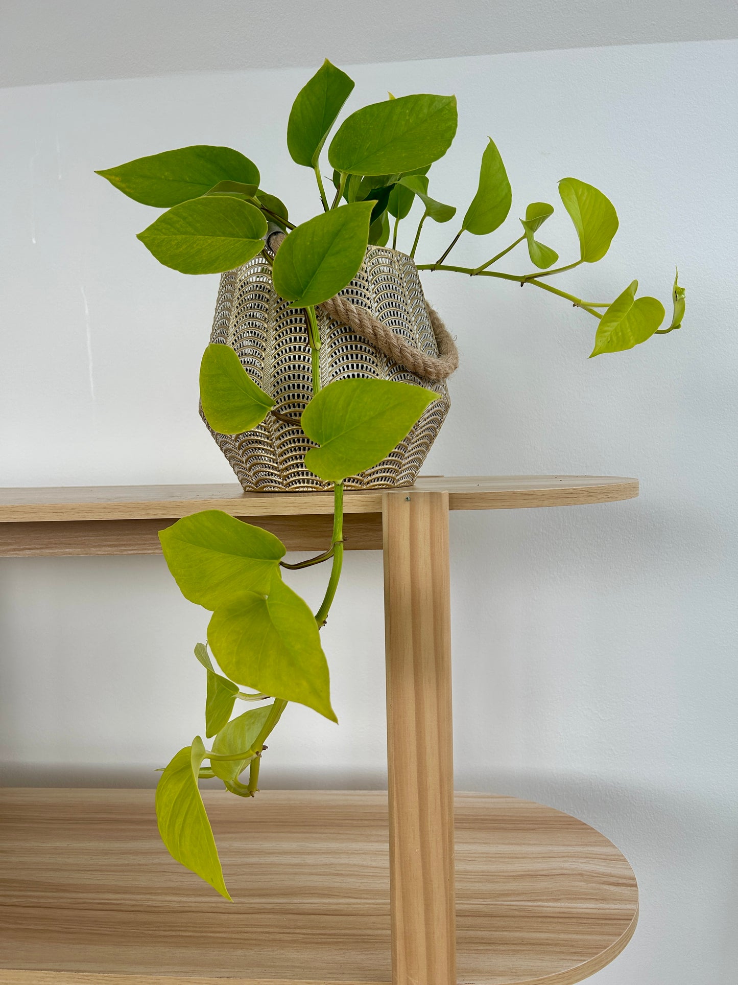 Golden Neon Pothos Indoor Trailing Plant 12cm Pot