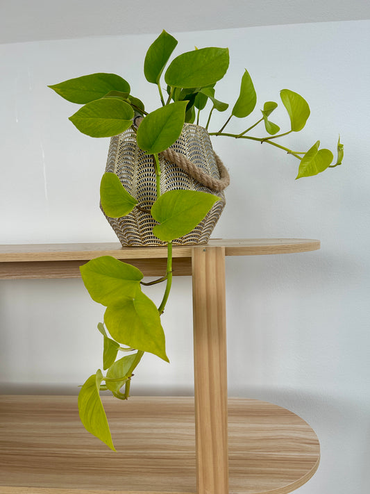 Golden Neon Pothos Indoor Trailing Plant 12cm Pot