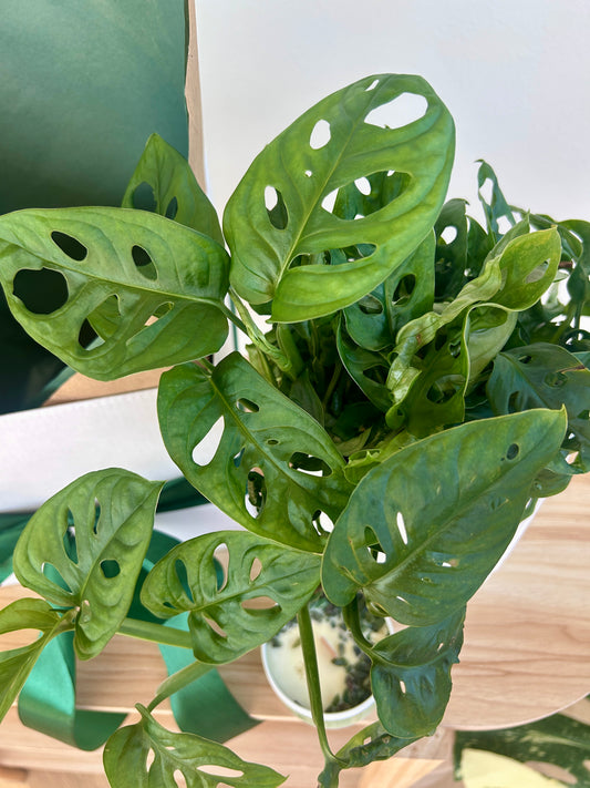 House Warming Gift Box Monstera Monkey Mask 14cm
