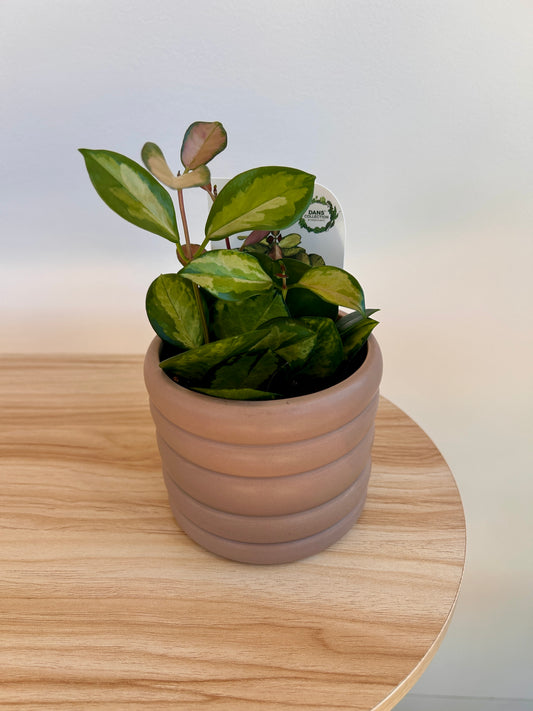 Hoya Plant Variegata (Hoya Australis) 10cm in Taupe Coil Pot