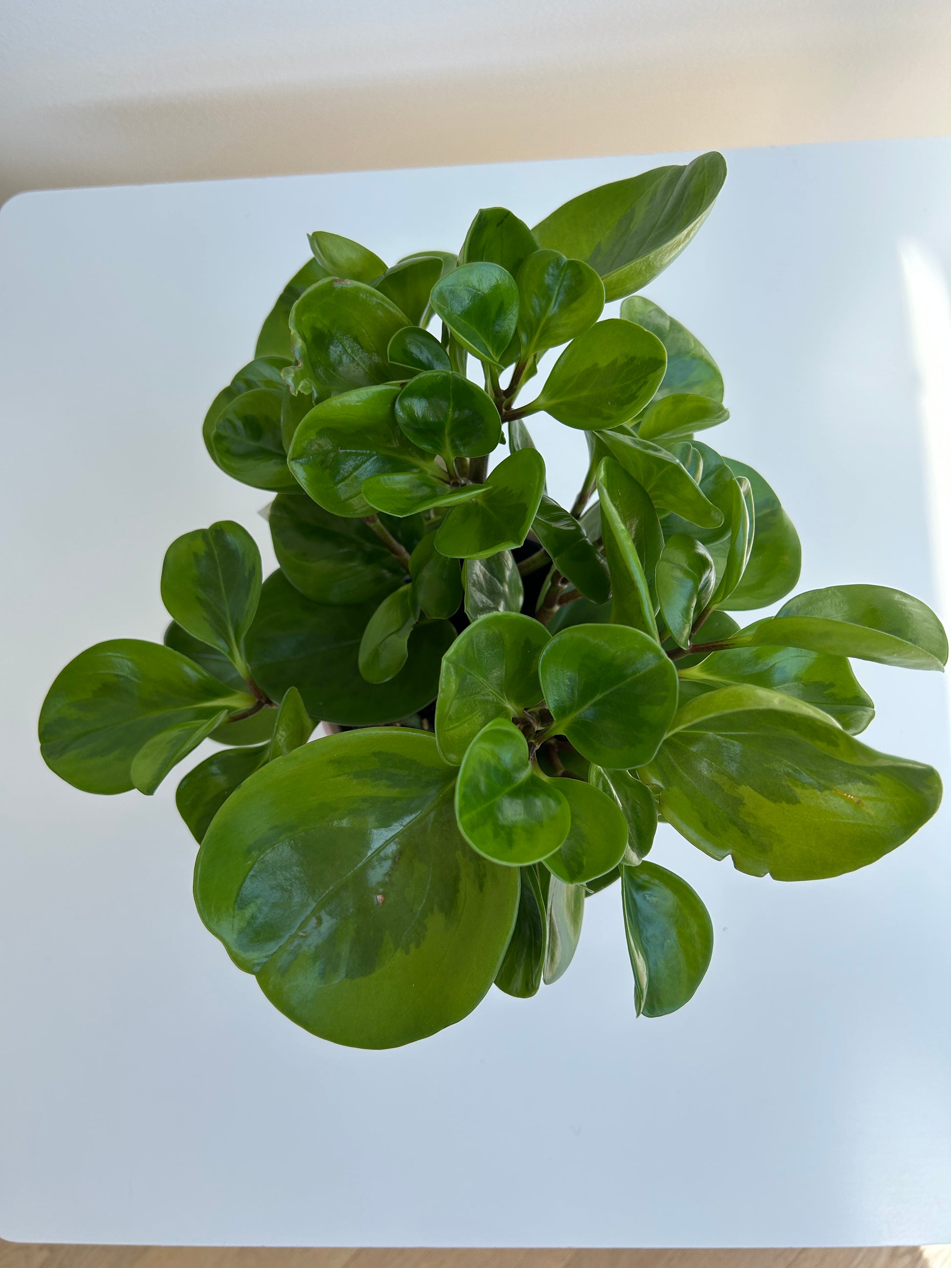 Baby Rubber Indoor Plant (Peperomia Obtusifolia) Lemon & Lime 12cm Boho Chic Décor