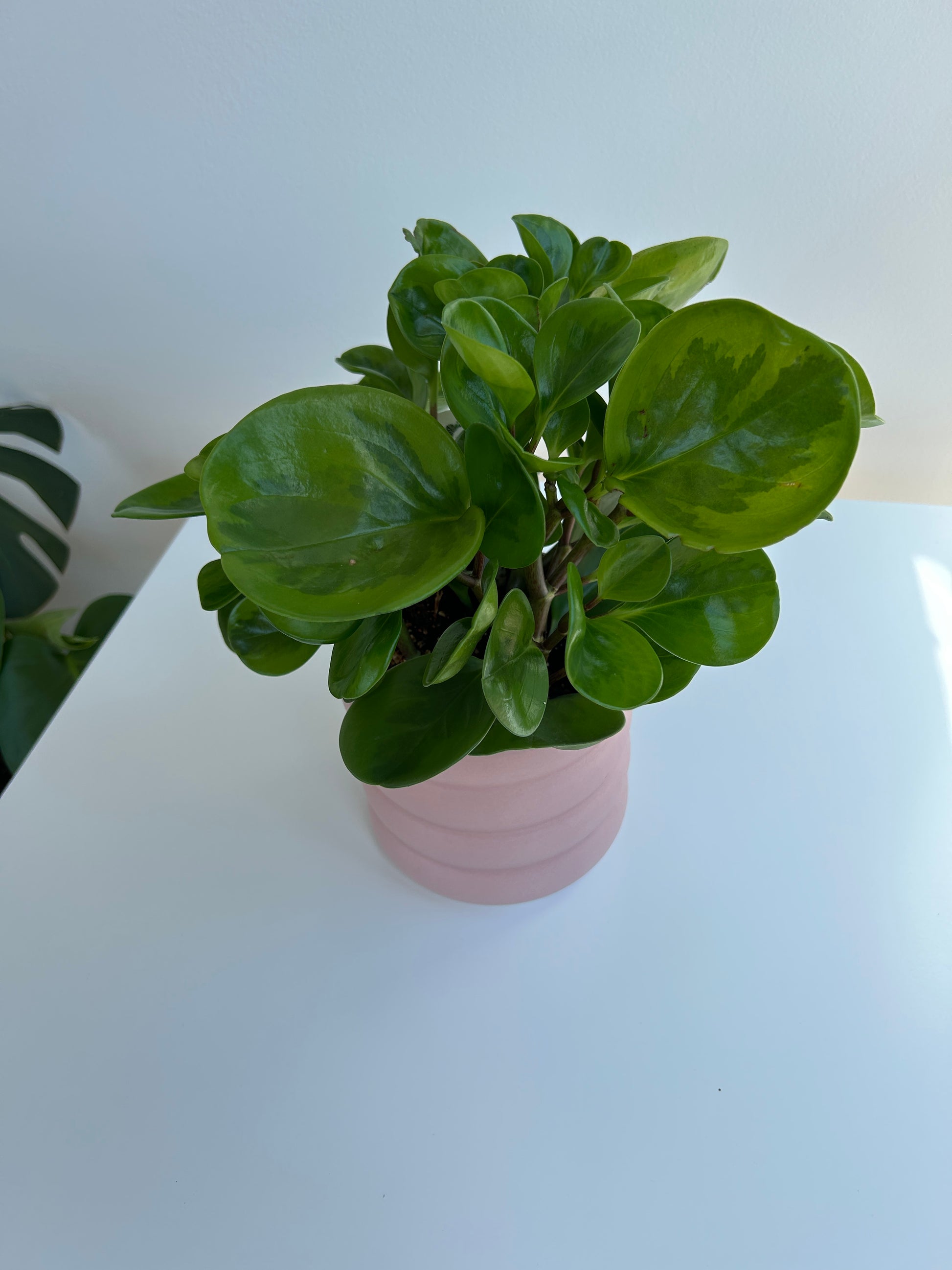 Baby Rubber Indoor Plant (Peperomia Obtusifolia) Lemon & Lime 12cm Boho Chic Décor