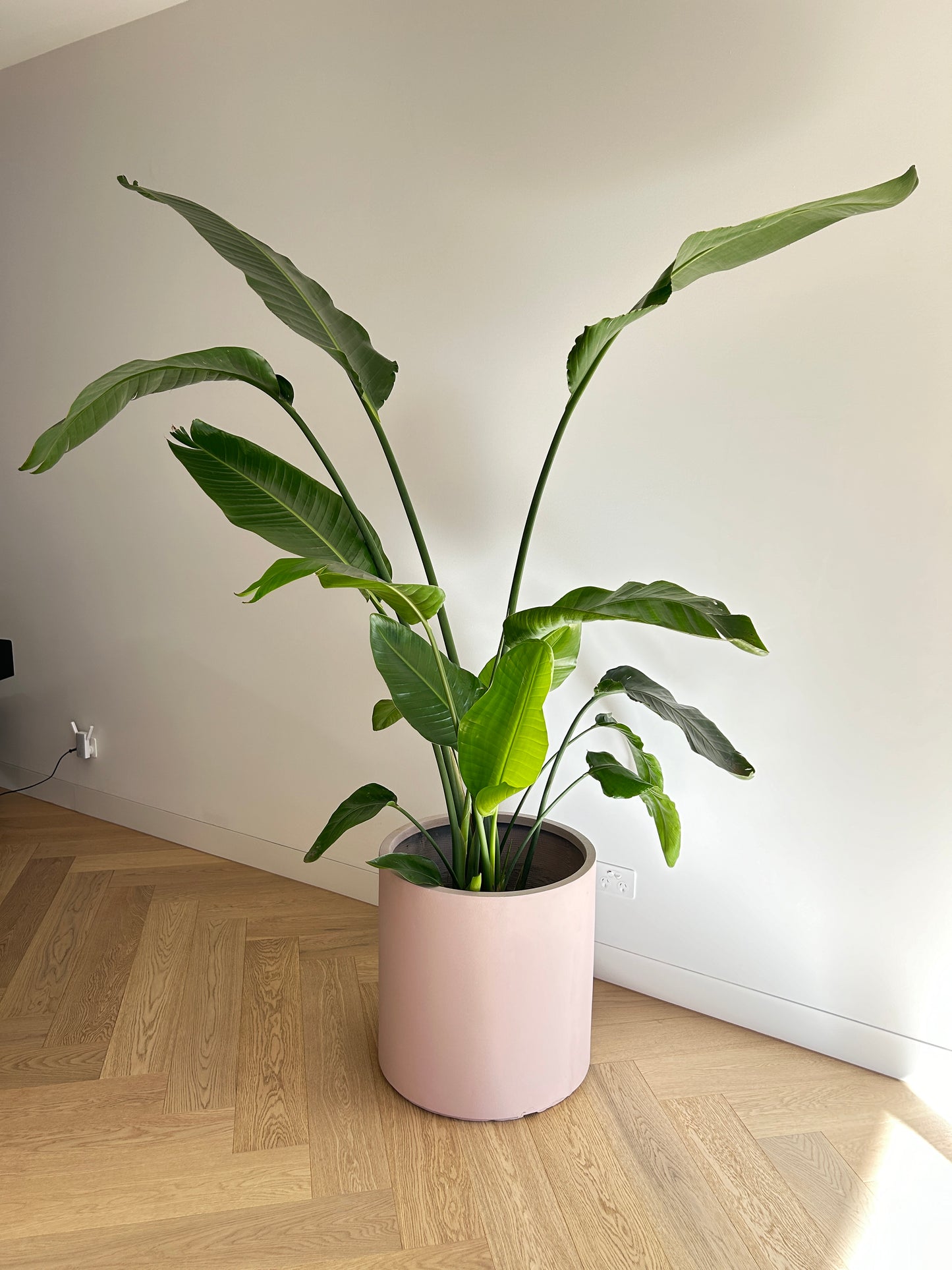 Bird of Paradise (Strelitzia Nicoli) Indoor Plant 30cm
