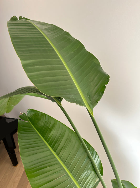 Bird of Paradise (Strelitzia Nicoli) Indoor Plant 30cm