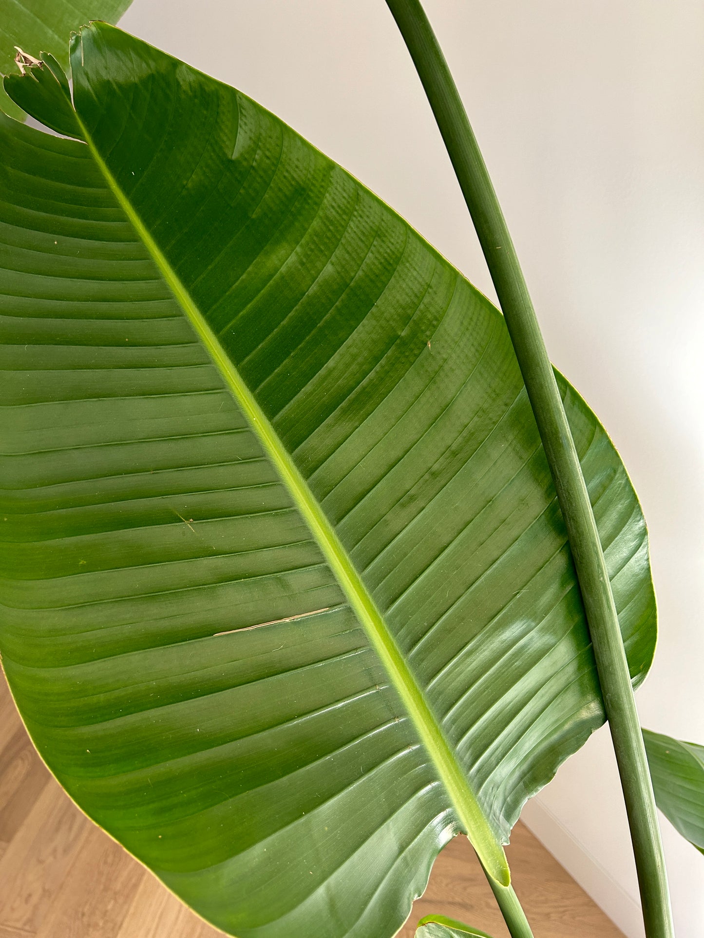 Bird of Paradise (Strelitzia Nicoli) Indoor Plant 30cm