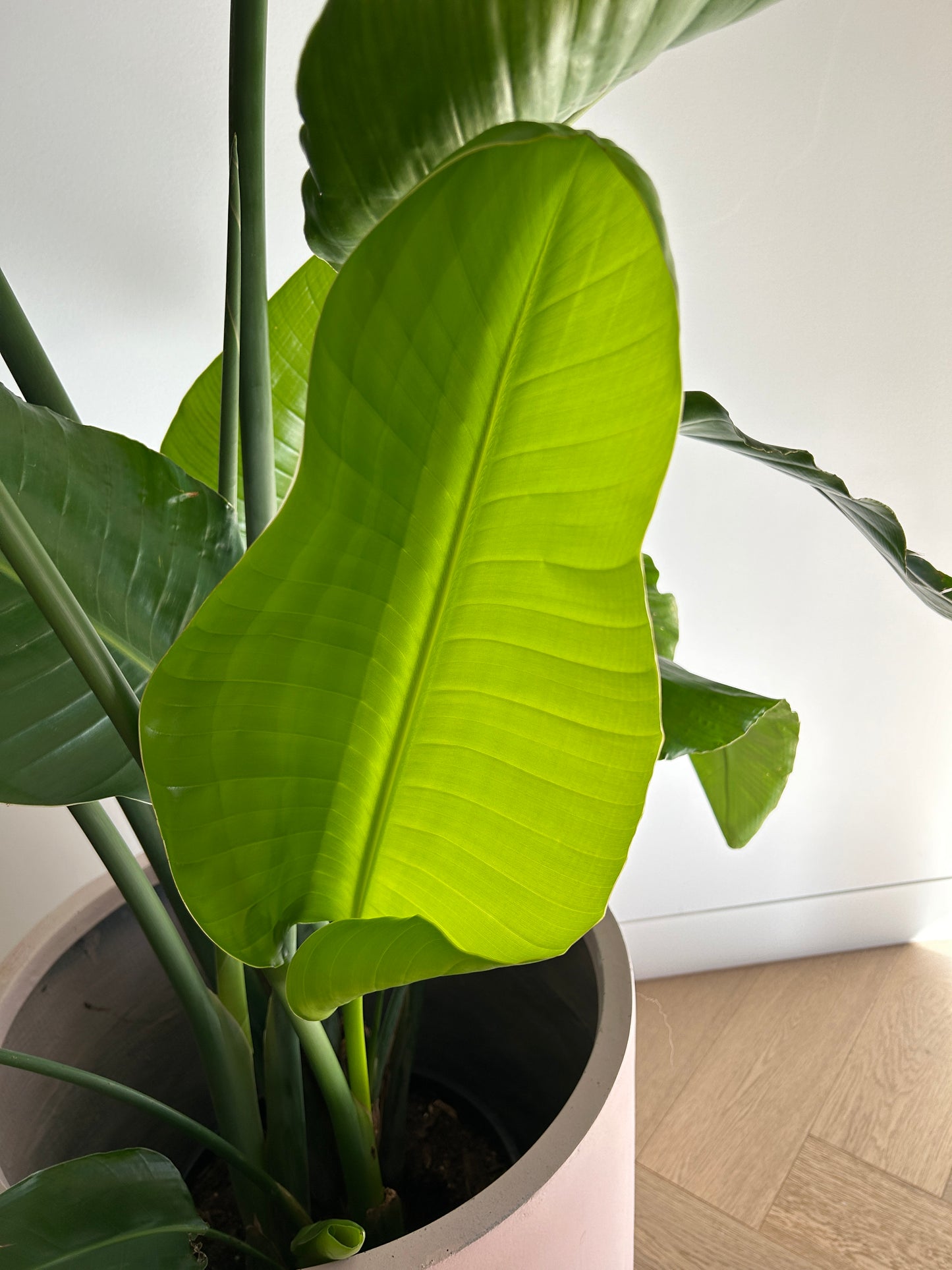 Bird of Paradise (Strelitzia Nicoli) Indoor Plant 30cm