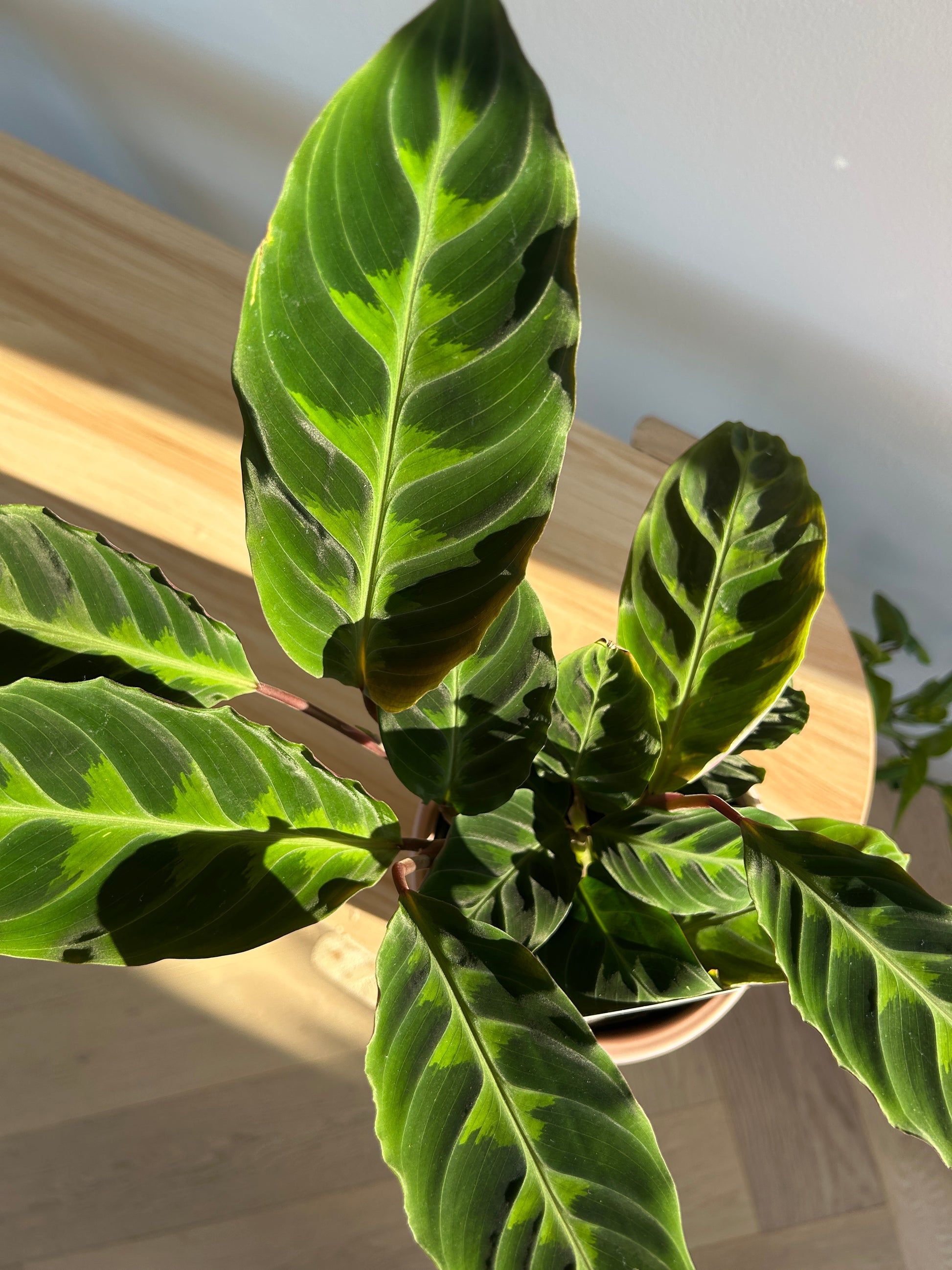 Jungle Velvet Calathea (Calathea Warscewiczii) Indoor Plant 12cm