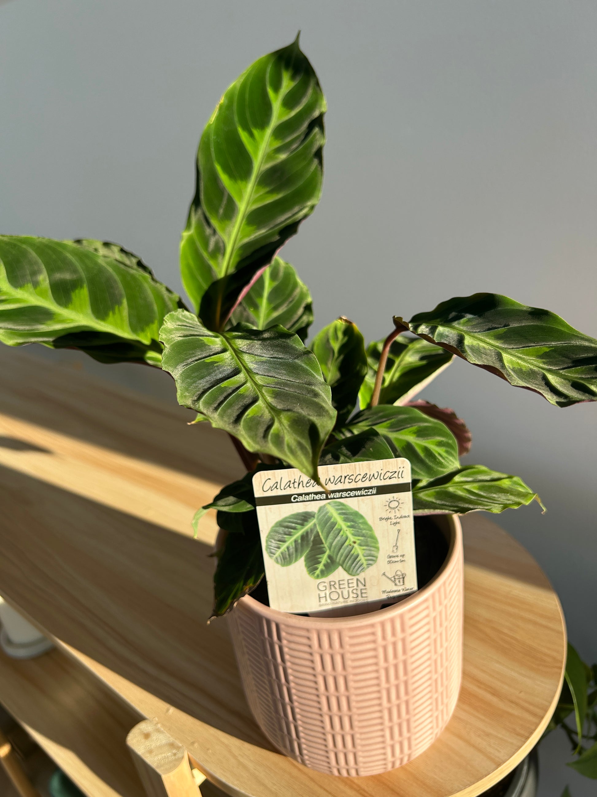 Jungle Velvet Calathea (Calathea Warscewiczii) Indoor Plant 12cm Boho Chic