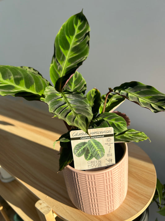 Jungle Velvet Calathea (Calathea Warscewiczii) Indoor Plant 12cm Boho Chic