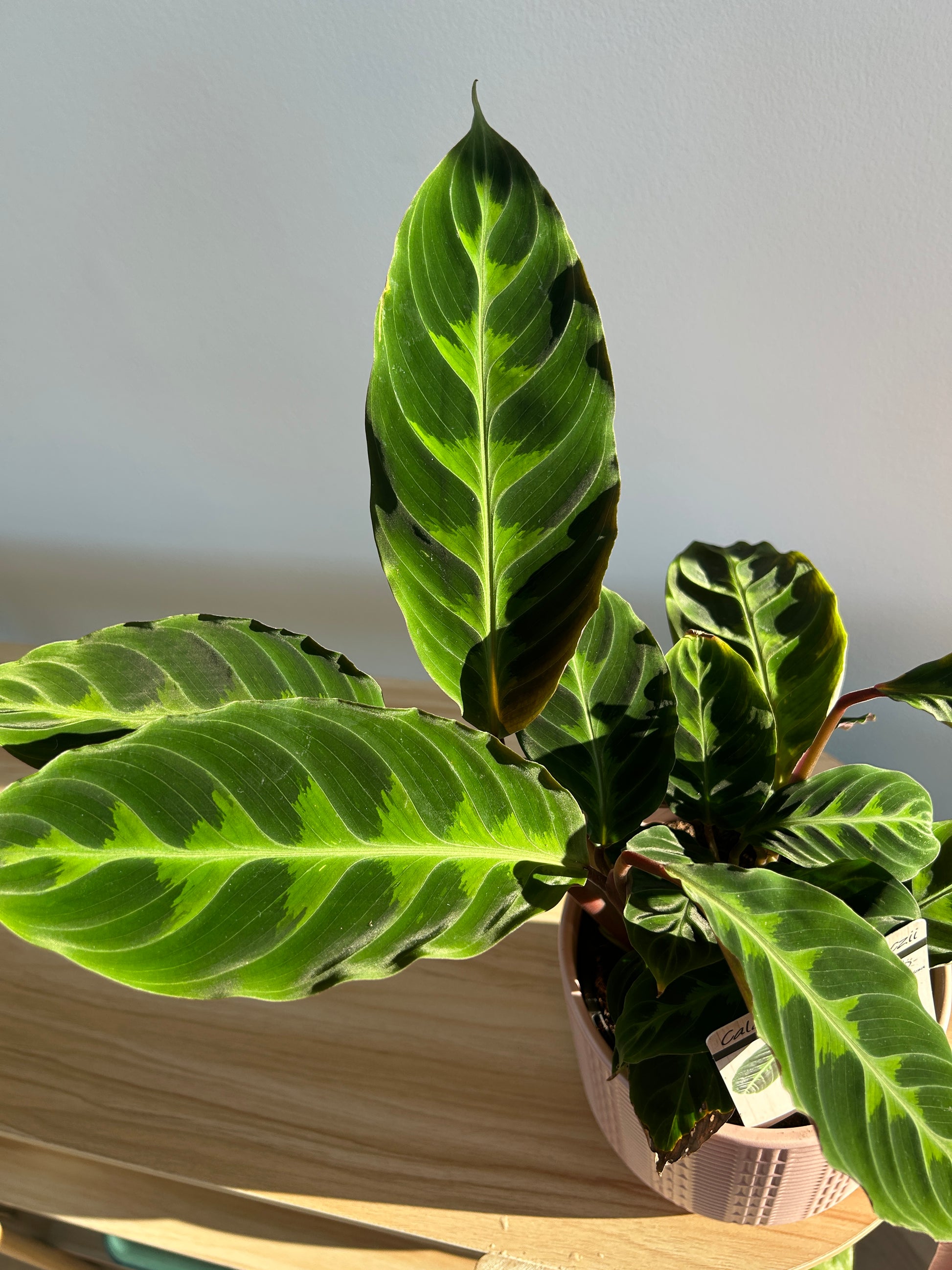 Jungle Velvet Calathea (Calathea Warscewiczii) Indoor Plant 12cm Tropical Plant