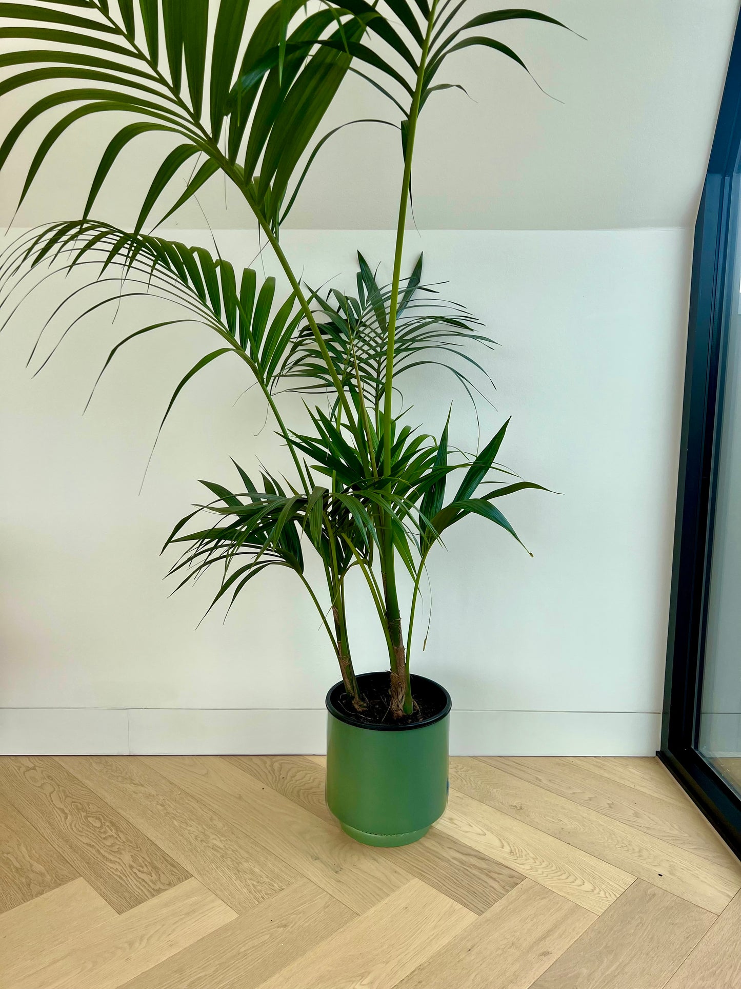 Kentia Palm (Howea Forsteriana) 24cm in olive green ceramic pot with saucer