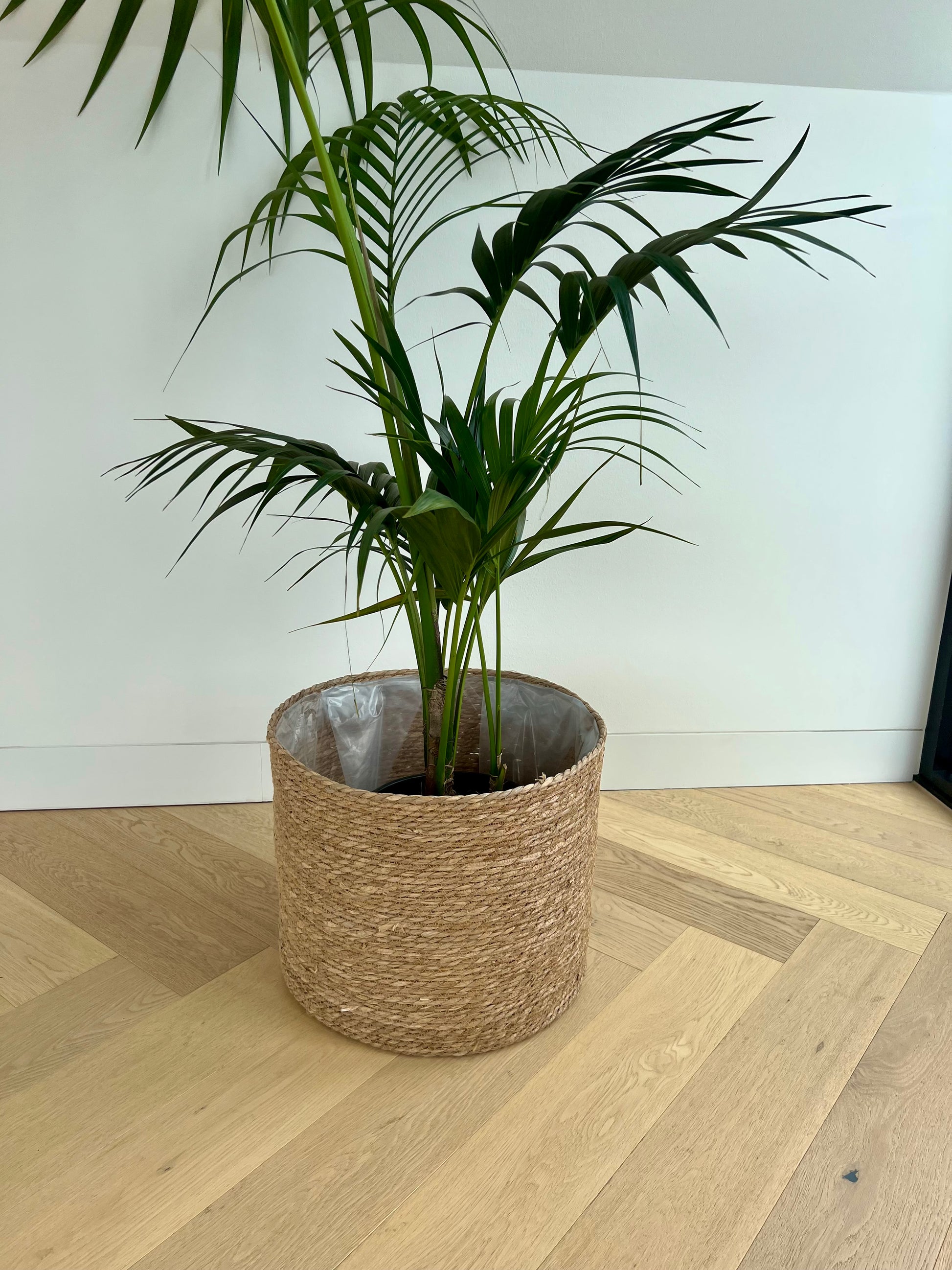 Kentia Palm (Howea Forsteriana) 24cm in Holga hand woven basket