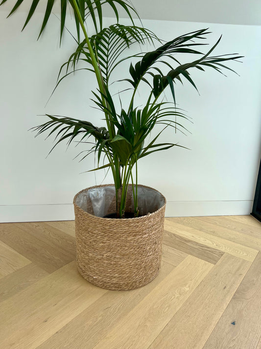 Kentia Palm (Howea Forsteriana) 24cm in Holga hand woven basket