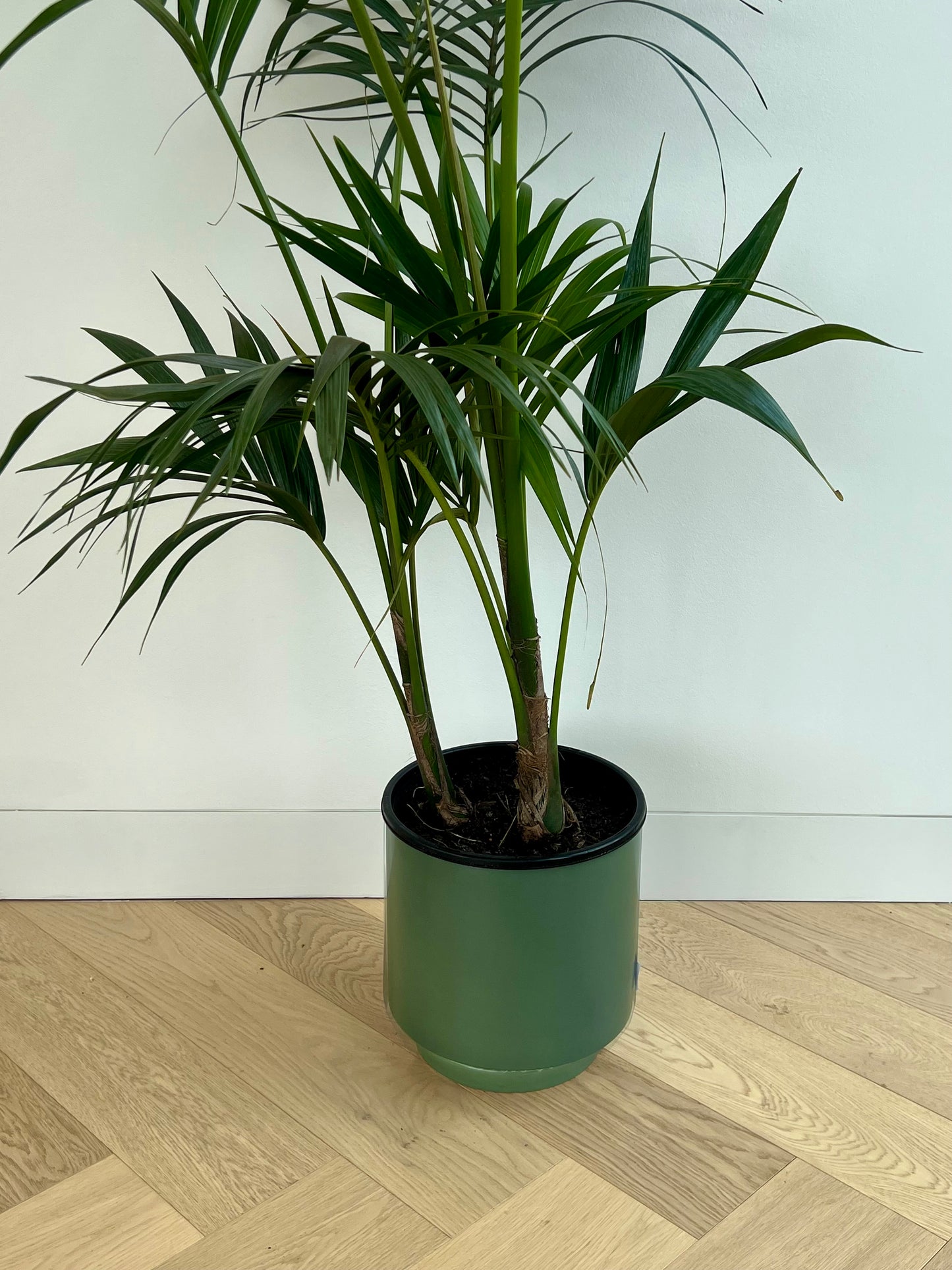 Kentia Palm (Howea Forsteriana) 24cm in olive green ceramic pot  with saucer
