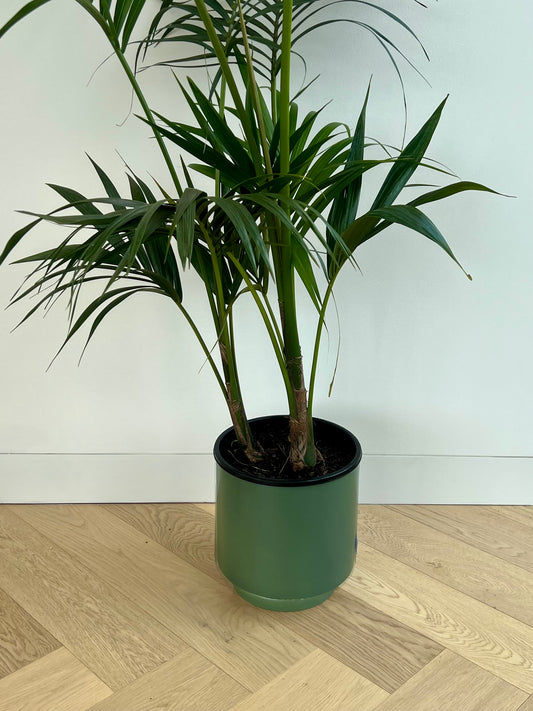 Kentia Palm (Howea Forsteriana) 24cm in olive green ceramic pot  with saucer