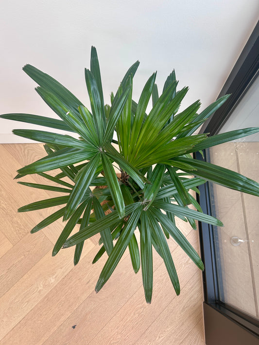 Lady Finger Palm (Rhapis Excelsa) Indoor Plant 24cm