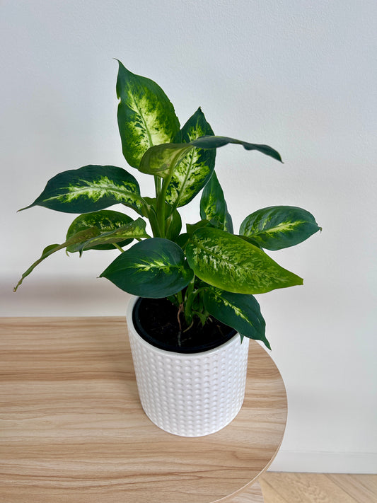 Leopard Lily (Dieffenbachia Maculata) Indoor Plant 14cm in Snow White Dimpled Pot
