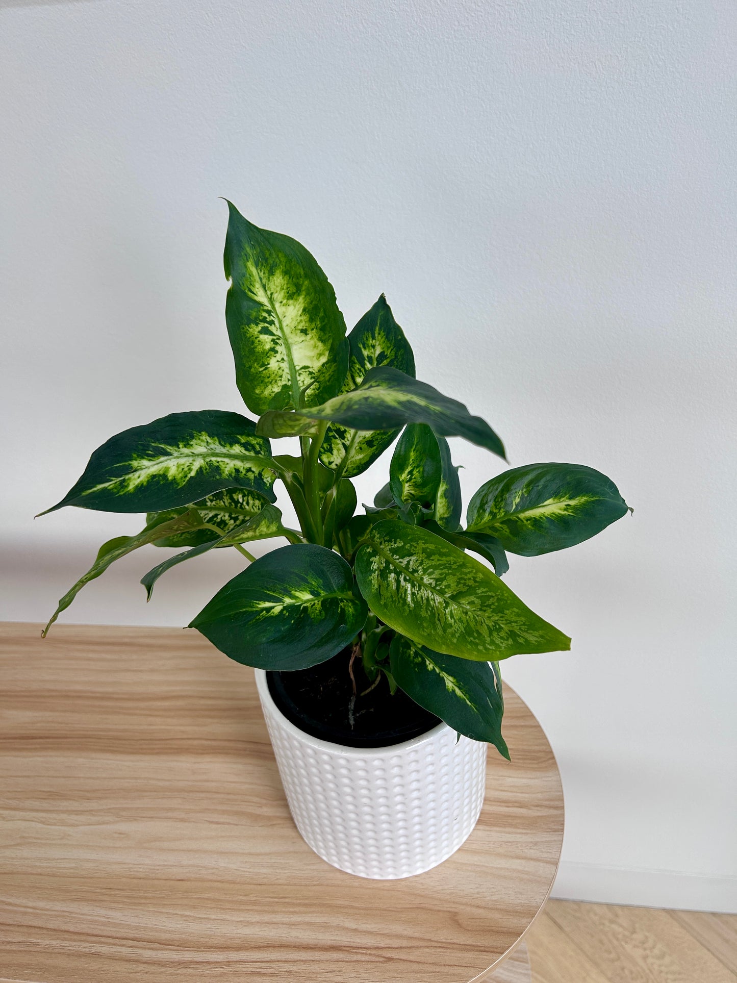 Leopard Lily (Dieffenbachia Maculata) Indoor Plant 14cm in Snow White Dimpled Pot Boho Chic