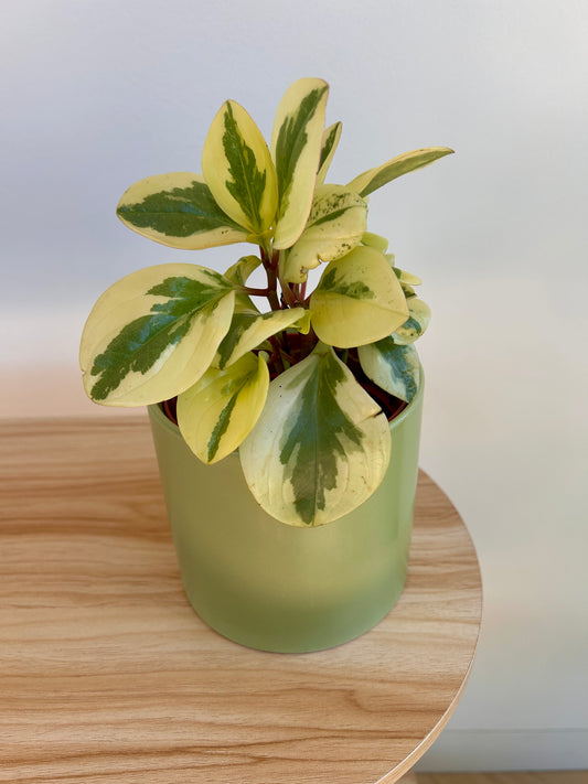 Peperomia Obitpan Bicolour in 12cm Lime Green Ceramic Pot