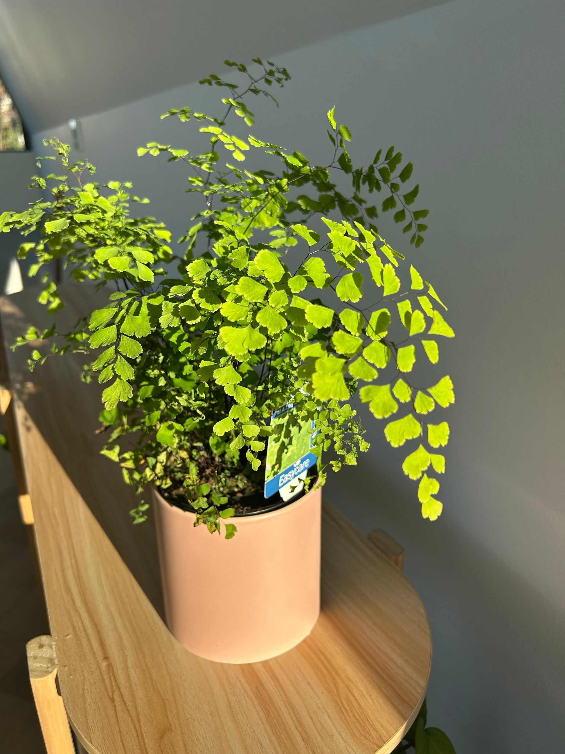 Maidenhair Fern (Adiantum Fragrans) 12cm