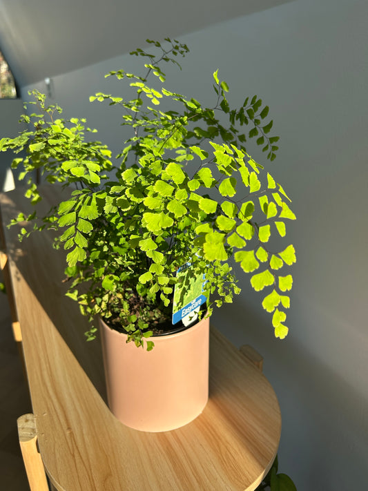 Maidenhair Fern (Adiantum Fragrans) 12cm