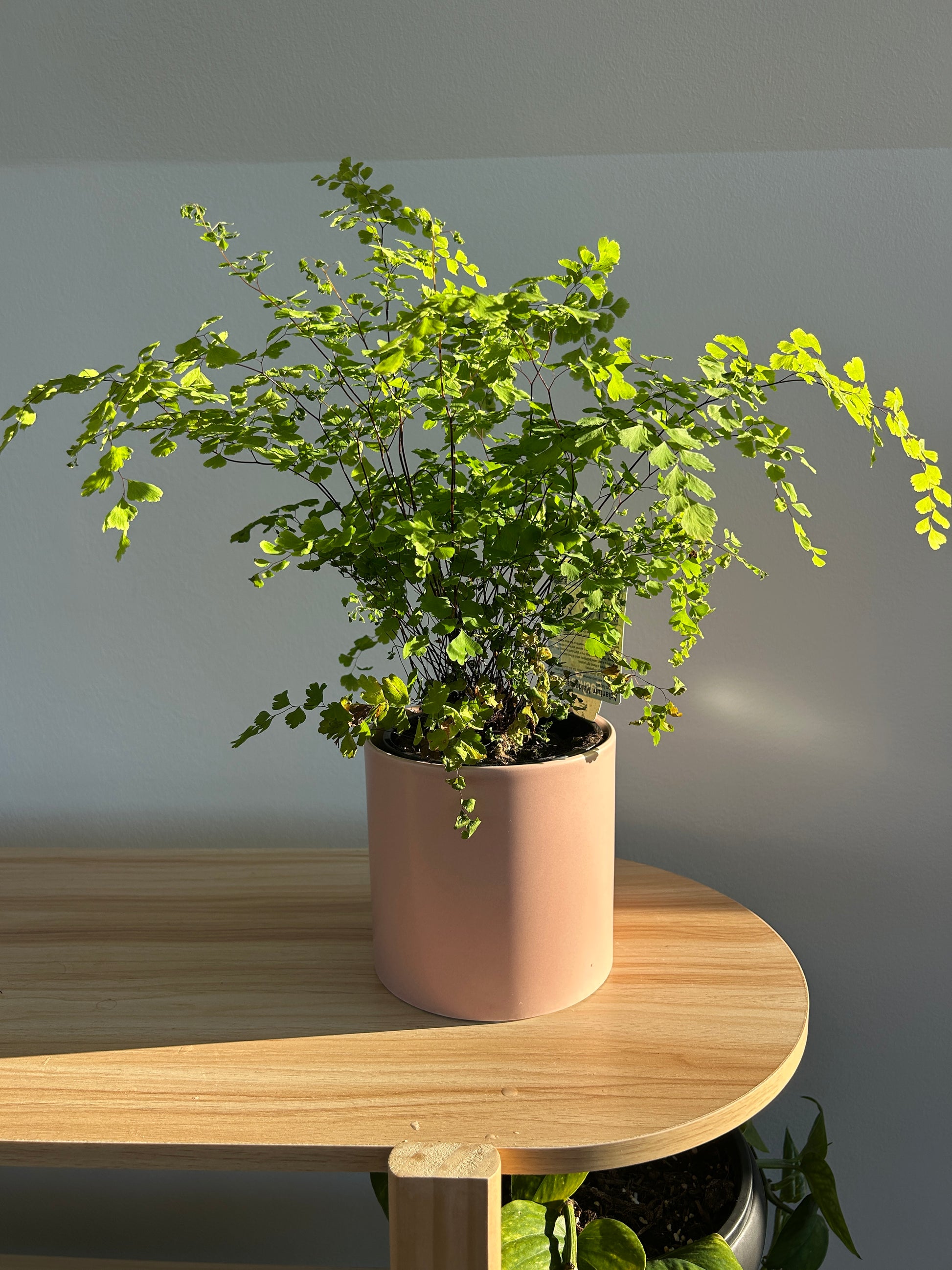 Maidenhair Fern (Adiantum Fragrans) 12cm in Blush Pink Ceramic Pot