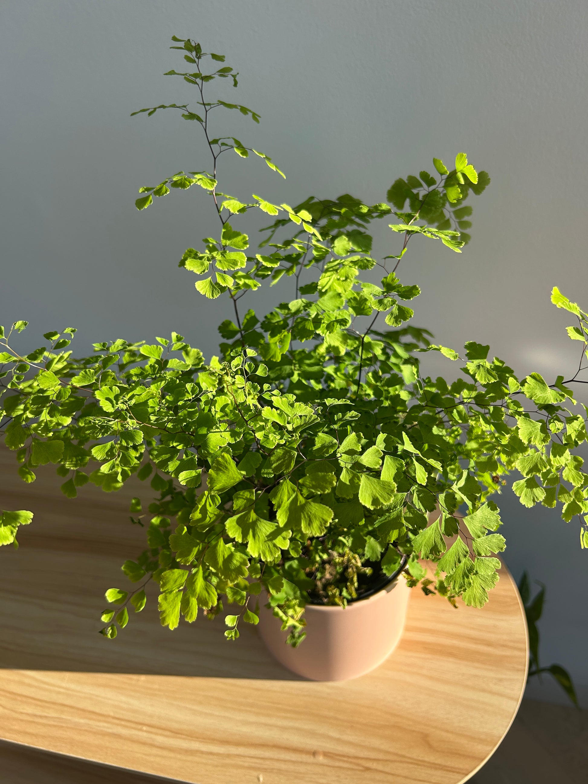 Maidenhair Fern (Adiantum Fragrans) 12cm in Blush Pink Pot