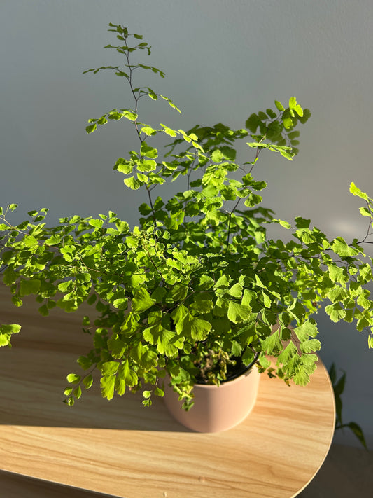 Maidenhair Fern (Adiantum Fragrans) 12cm in Blush Pink Pot