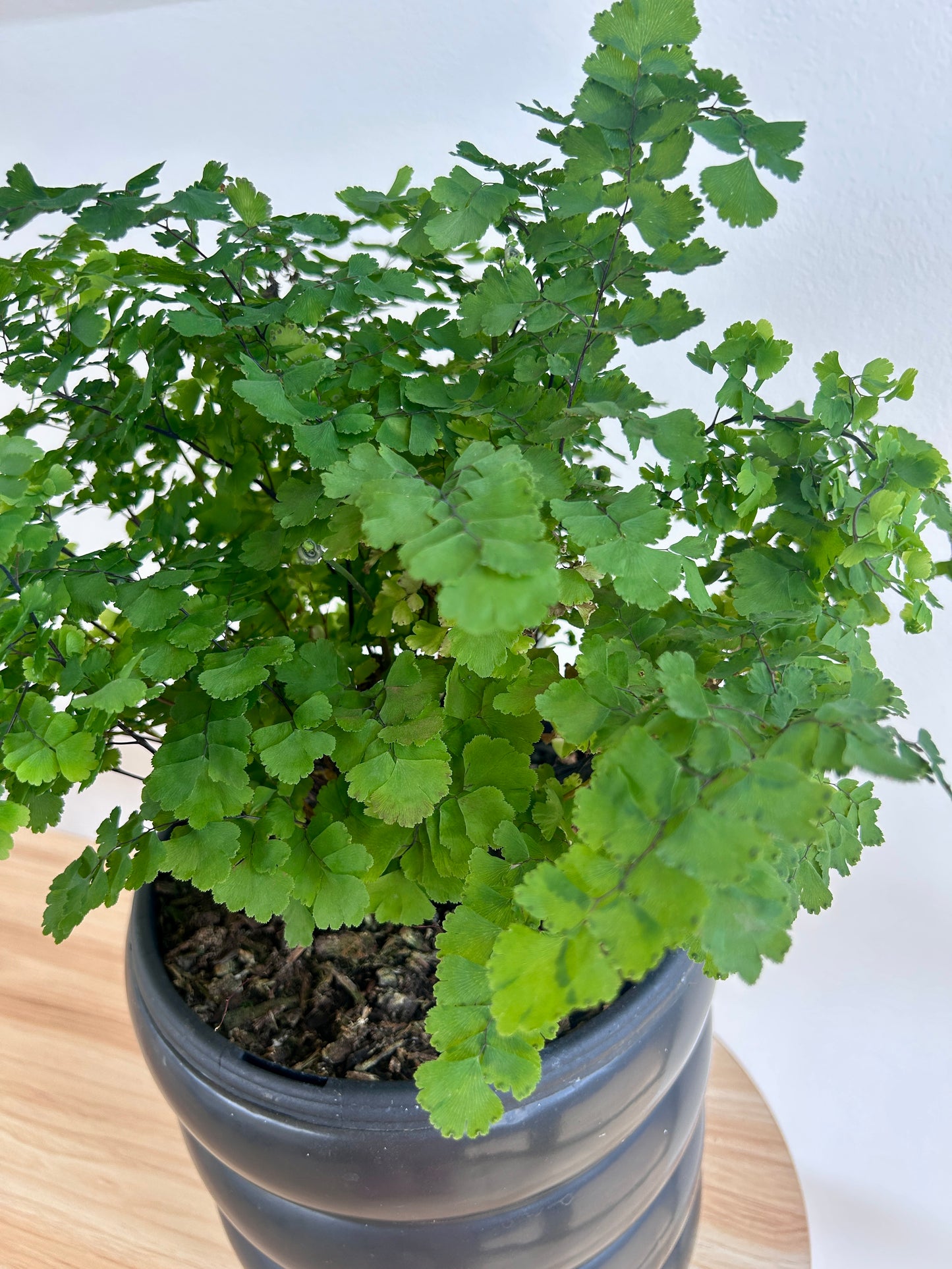 Maidenhair Fern (Adiantum Fragrans) 19cm Feathery Fronds Boho Chic